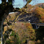 峠のトチノキの大木と鏡花も描いた深い谷。