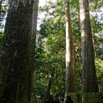 神さびた巨木に囲まれた瀧原宮参道