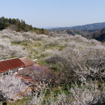 最も多くの梅が残る天神梅林。烏梅用の在来種は白花・遅咲きだった。左上に真福寺の甍が見える。